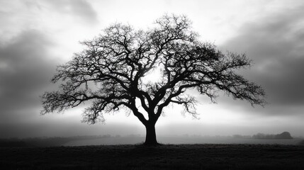 Obraz premium Solitary Oak: A Monochromatic Landscape