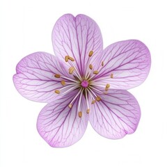 Fototapeta premium Pink flower blossom, isolated, white background, spring