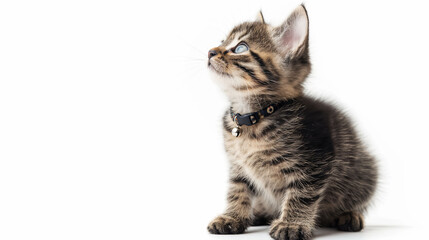 Mischievous kitten caught in the act of scratching a wall, gazing back with wide eyes in a minimalistic setting
