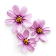Fototapeta premium Pink cosmos flowers, white background, floral design