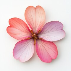 Fototapeta premium Pink flower, white background, studio shot, design element