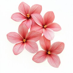 Pink flowers, studio shot, white background, floral design (6)