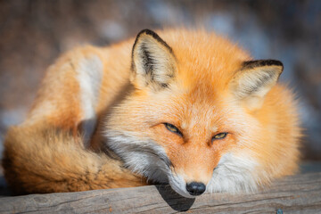 Fototapeta premium 北海道 北きつね牧場のきつね
