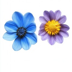 Fototapeta premium Blue, purple flowers, white background, floral design