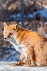 北海道　北きつね牧場　きつね