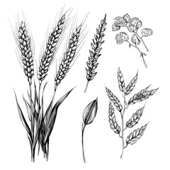 Hand-drawn wheat and plant sketches.