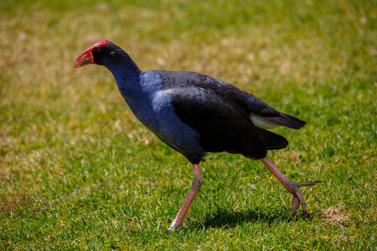 Pukeko on Grass