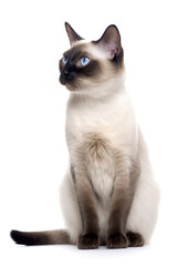 Beautiful Siamese cat with bright blue eyes on a white background.