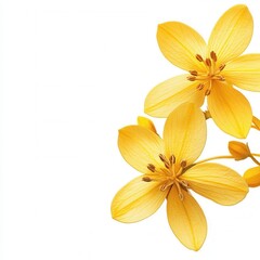 Obraz premium Yellow flowers corner, white background, design
