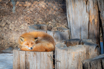 北海道　北きつね牧場　きつね