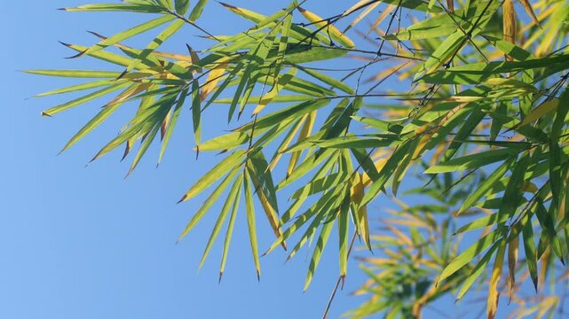 Bamboo Blue Sky 02