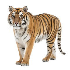 Naklejka premium Tiger. 