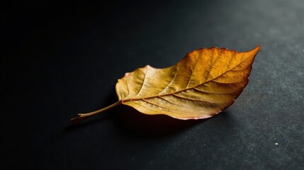 A Single Dried Leaf Resting on a Dark Surface, Illuminated by a Soft Light, Showing Intricate Veins and Autumnal Hues