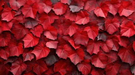Crimson Autumn Leaves: A Rich Tapestry of Fall