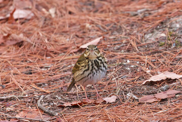 Wild bird named Binzui in Japan looking for food in the fallen leaves of pine tree