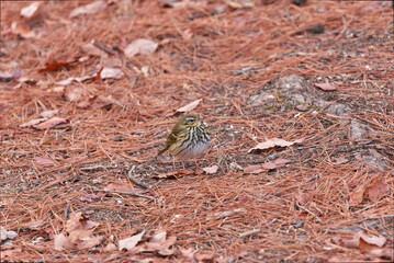 Wild bird named Binzui in Japan looking for food in the fallen leaves of pine tree