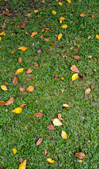 Autumn leaves backdrop