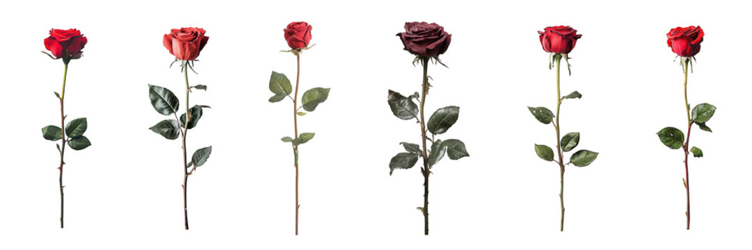 A collection of six beautiful roses in varying shades from red to deep burgundy, showcasing nature's elegance and vibrancy.