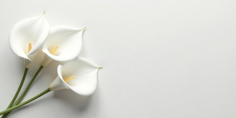 Fototapeta premium Elegant White Calla Lilies on a Smooth Surface A Simple Floral Arrangement for Peaceful Contemplation