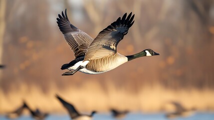 A flock of geese fly in the sky