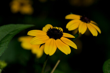 yellow flower in the garden