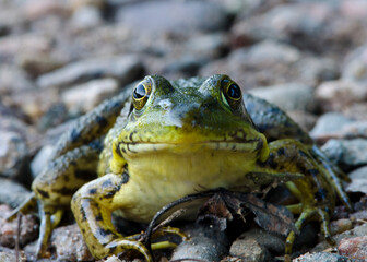 Green Frog on Gravel