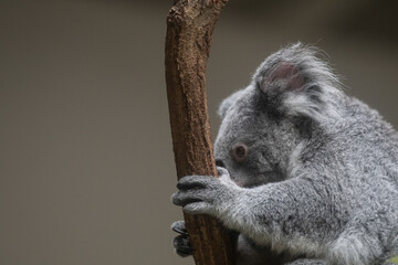 木の上でくつろぐ可愛いコアラ
