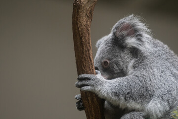 木の上でくつろぐ可愛いコアラ