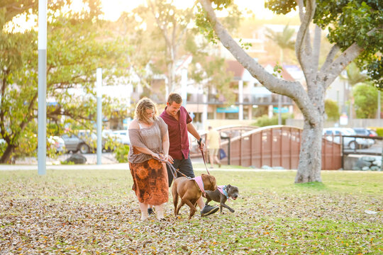 Romantic couple walking dogs in the park in golden afternoon light