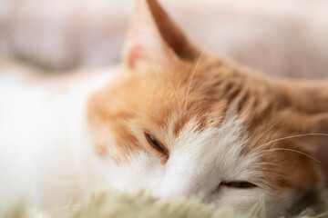 窓辺で眠る可愛い猫　茶トラ白