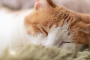 窓辺で眠る可愛い猫　茶トラ白