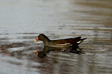 Teichralle, Teichhuhn // Common moorhen (Gallinula chloropus)