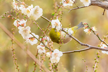 Charming Japanese White-eye Amid Plum Blossoms