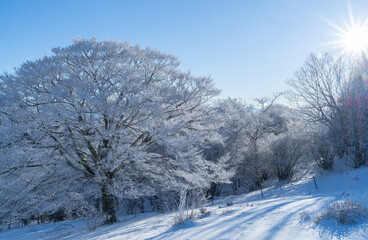 美しい霧氷の木々と青空