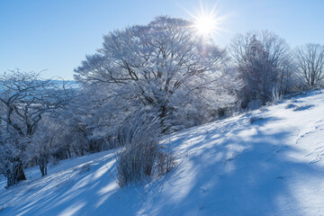 美しい霧氷の木々と青空