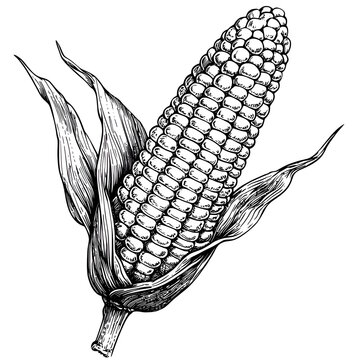 Detailed Botanical Illustration of Corn on the Cob with Green Leaves and Kernels