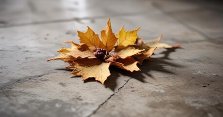 Dried grape leaf on concrete floor with blurred background , blurred background, dried grape leaf