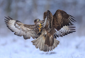 Common buzzard bird ( Buteo buteo )