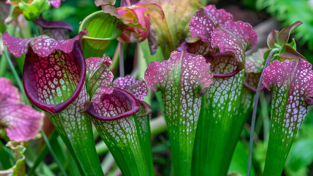 Purple Pitcher Plant  Sarracenia Purpurea Venosa  Carnivorous Plant