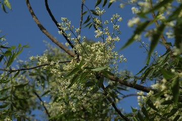 Neem flowers blooming in garden. Selective focus. Nature concept.