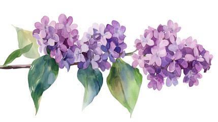 lilac flowers isolated on white background
