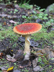 Fly agaric, Amanita muscaria, also known as fly amanita, poisonous mushroom from Finland