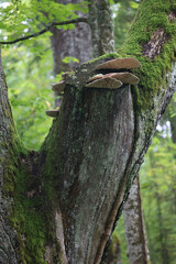 Daedalea quercina, commonly known as oak mazegill or maze-gill fungus, polypore fungus from Finland
