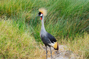 The grey-crowned crane is a crane of the Gruidae family. It commonly lives in the African savannah.