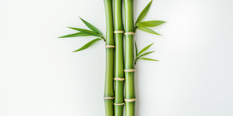 Fototapeta premium bamboo isolated on white