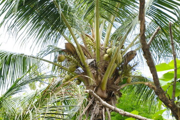 Tropical Coconut Palm Tree with Ripe Coconuts in Lush Greenery