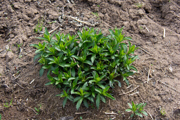 Green phlox bush in the garden in spring