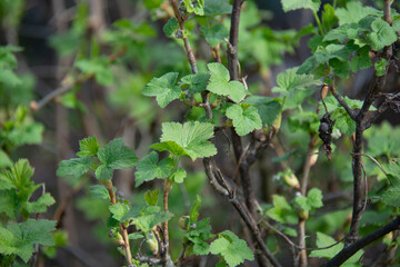 Currant bush with green leaves in spring