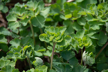 Green leaves in spring