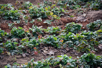 Strawberry bushes in the garden in spring